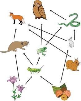 Food chains and food webs are used to show the movement of energy through an ecosystem. A food chain shows the step-by-step transfer of energy between producers and consumers.