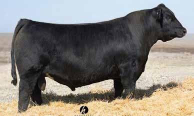 NEW SIRES PROGENY FEATURING IN THE 2018 AUTUMN SALE It s an exciting time to be in the beef industry.