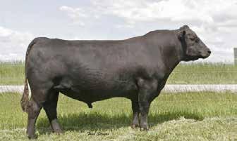 ABC K500 Sim Angus Couples top 10% calving ease direct with top 2% maternal calving ease He is from one of the best cow families at Hicks Beef.