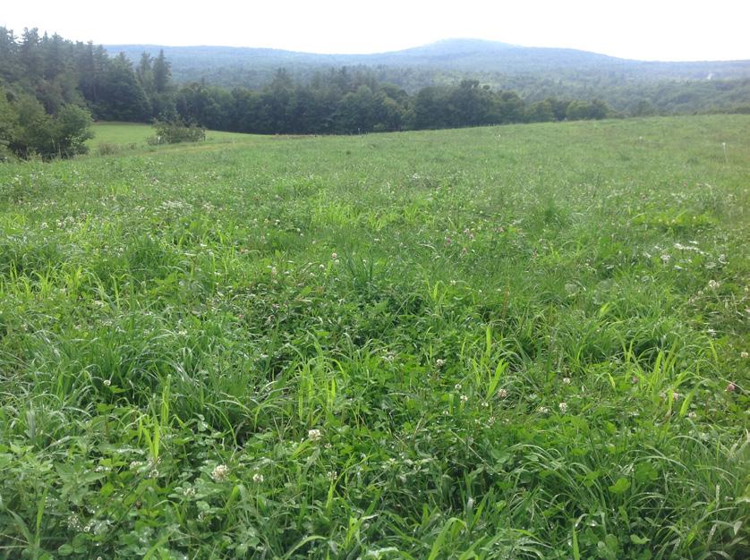 Combining two or three species of grasses and legumes adapted to your site provides a variety of forage that s more likely to fill all the niches in your pastures.