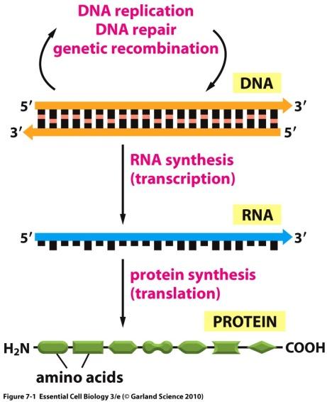 From DNA to RNA Biotechnology Unit 3: DNA to Proteins I.