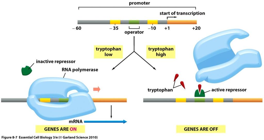 b. Lac operon i. This operon uses both a and an to control the transcription of several genes used to break down which is a food source for bacteria ii.