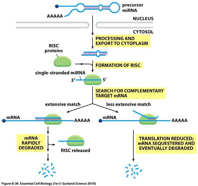 ii. mirnas are also recognized by dicer and target other genes as a form of controlling gene expression without cleavage iii.