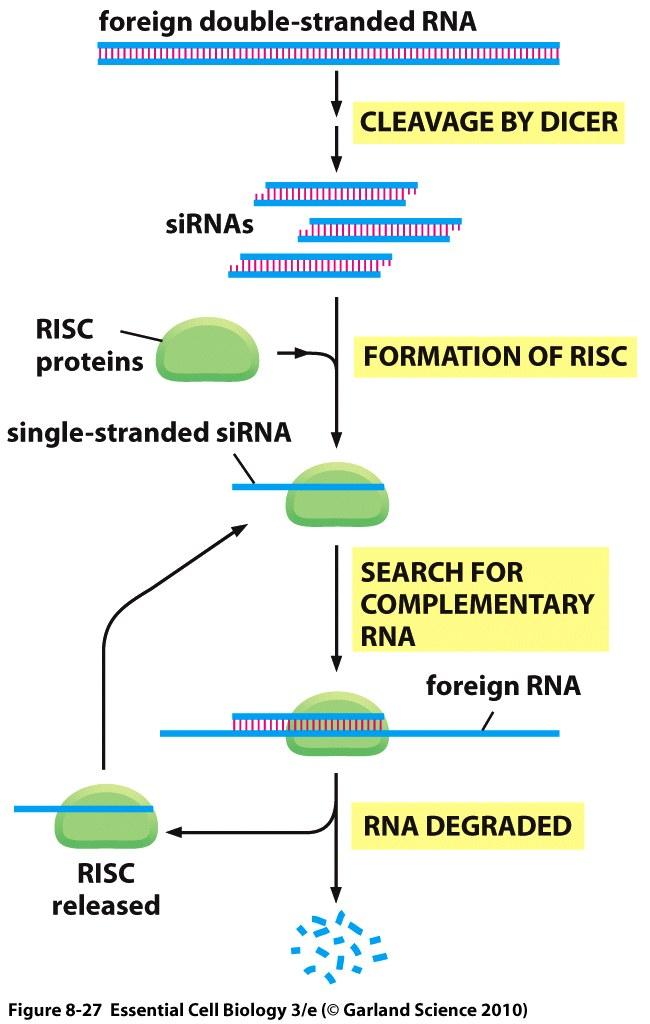 Specific type of mirna called a small temporal RNA (strna) iv.