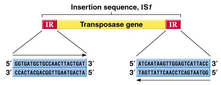 IS Elements Insertion sequences Minimum transposable element Less than 2 kb in size IS1, IS2, IS10R, etc.