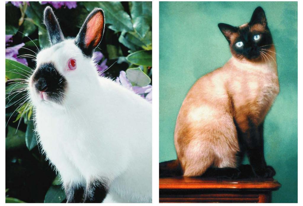 a Himalayan rabbit and a Siamese cat show dark fur color on