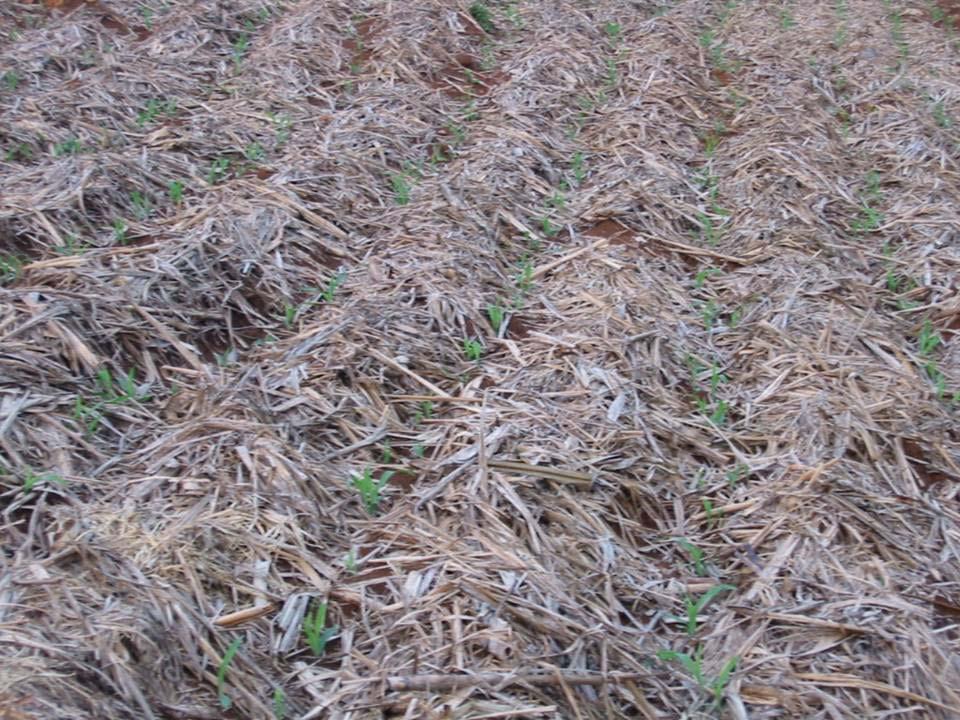 Maize sown