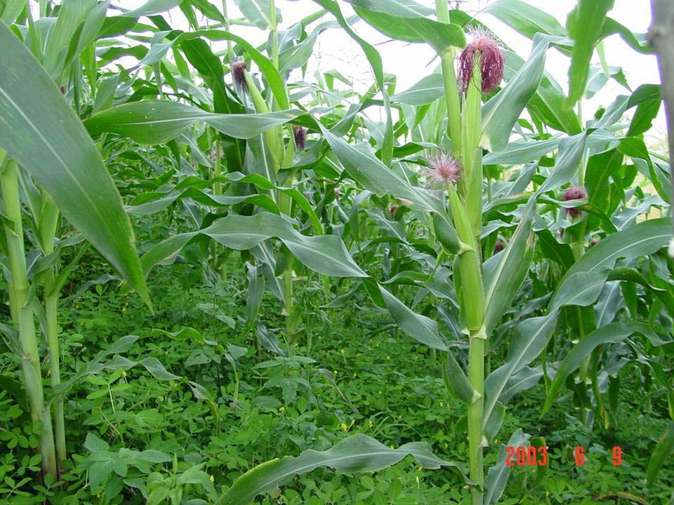 Arachis pintoi cover in maize field - Maize yield increased 30 % - Improve
