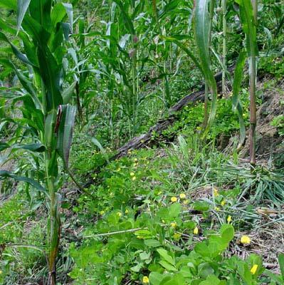 Maize on mulched miniterrace with arachis pintoi cover -Maize increased