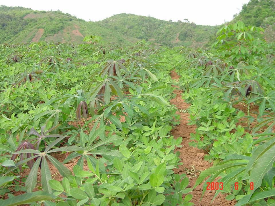 Intercrop cassava with peanut - Control soil erosion - Improve soil