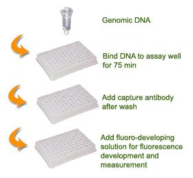 Universal positive control, which is suitable for quantifying methylated DNA from any species.