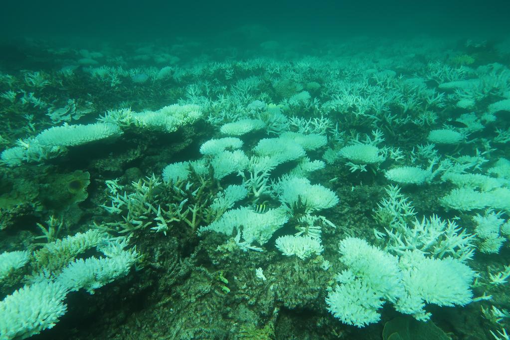 OUR RESPONSE Great Barrier Reef Legacy is focussed on addressing key challenges to secure the future survival of coral reefs.