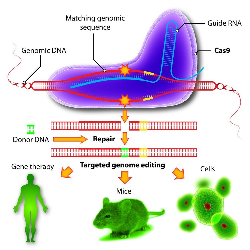 repair Gene therapy Targeted gene
