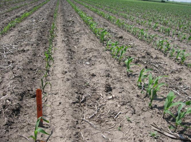 Anhydrous ammonia burn became evident in the strip-till treatments by mid-may (plants @ V3-4), related to dry conditions after fertilizer application that were made more severe by the strip-till