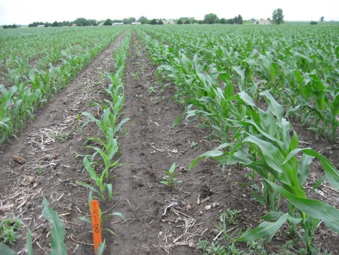 In the strip-tilled corn, stands were reduced by 5.4%, the corn was significantly stunted, and the crop remained uneven for several weeks (photos below).