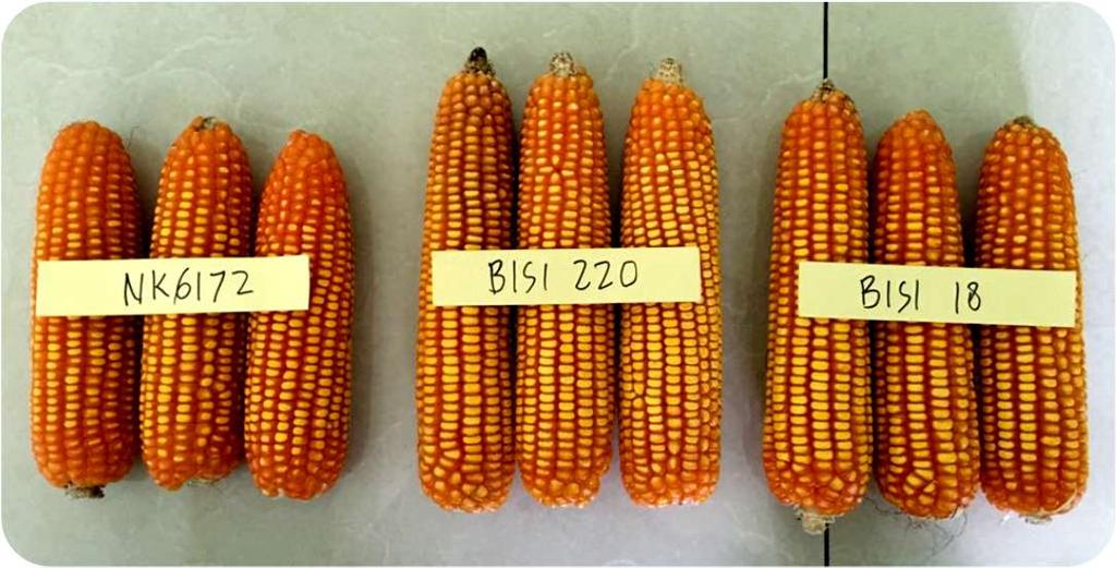 Consistently Better & Suitable Hybrid Corn Variety 20.000 18.000 16.000 14.