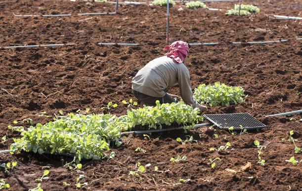 Background One of the main priorities for countries of the Arab region is to achieve food security for all.