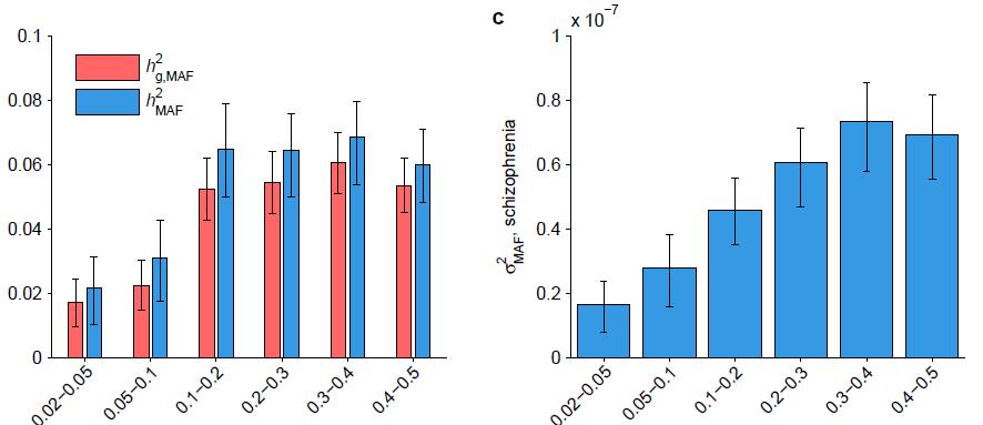 Higher-frequency SNPs explain more schizophrenia liability (on average) Per-bin heritability Per-SNP heritability MAF bin MAF-partition h g using BOLT-REML Infer total