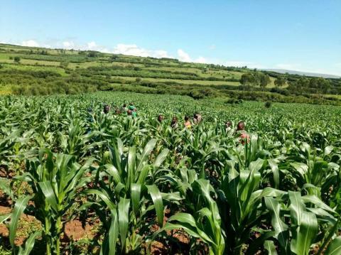 Maize and beans are favorable in East parts because of the maximum rainfall in this region usually used to be affected by drought.