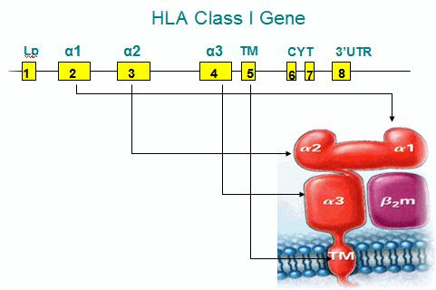 HLA Background Most polymorphic genes in the human genome Inherited as haplotypes Co-dominantly expressed Why