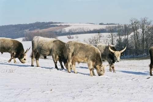 grey cattle Perfectly adopted to the