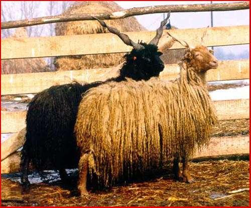Sheeps Racka - most ancient 2 types: Hortobágy