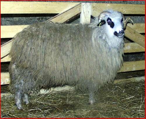 Tsigai (Cigája) sheep Almost extincted, but