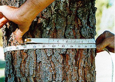 How to Calculate Diameter 1. Using DBH or a meter stick, measure approximately 1.4m up the side of the tree. 2. Take a flexible measuring tape and wrap it around the tree at this height.