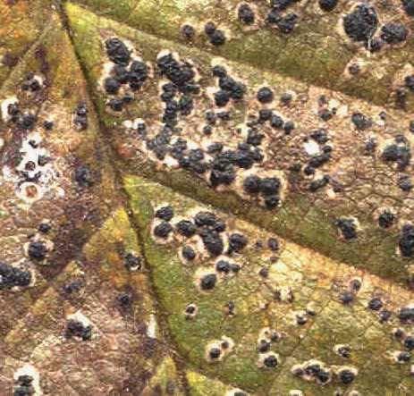 Anthracnose and Leaf Spot Diseases Affects mostly hardwood trees, such as white oak.