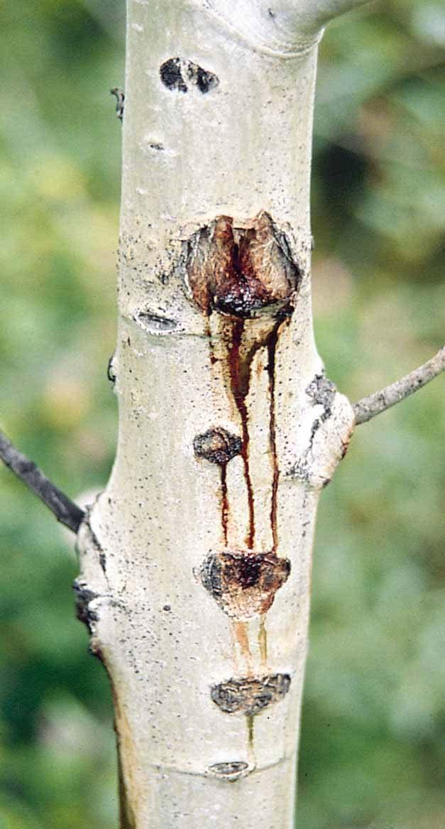 Aspen Canker Trembling aspen is the most affected tree.
