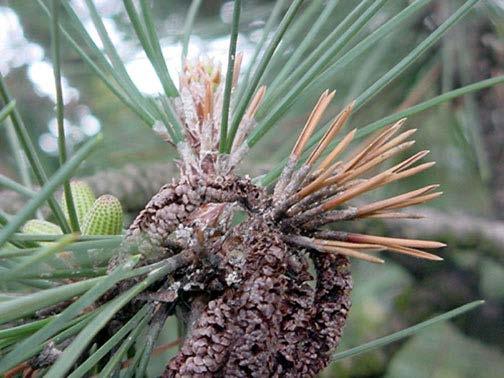 Diplodia Blight This disease attacks pines.