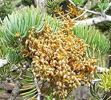Dwarf Misltoe Affects mainly black spruce.