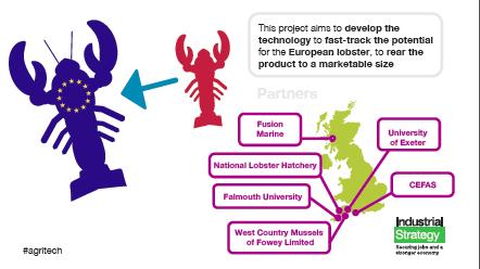 (S3EED) Lobster grower - develop the technology to