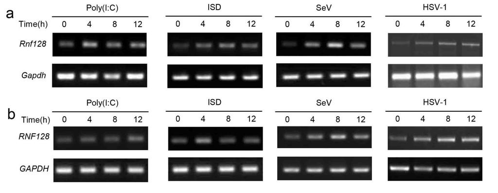 Supplementary Figure 1 Virus infection induces RNF128 expression.