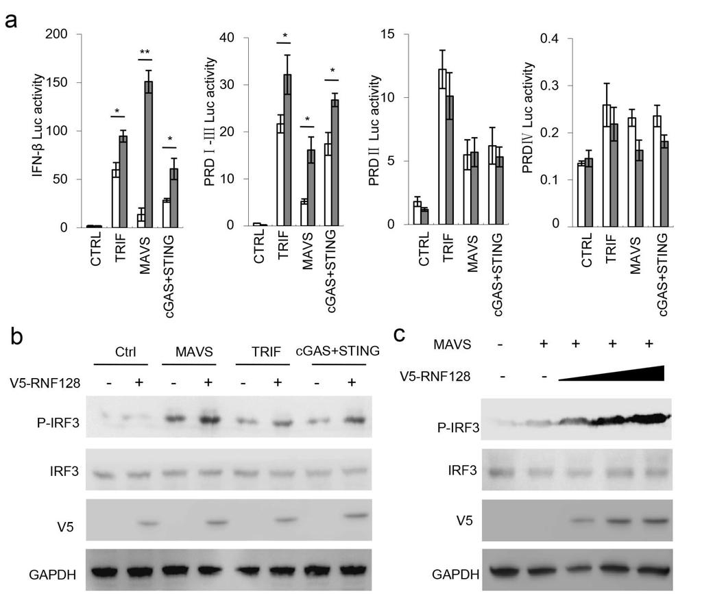 Supplementary Figure 3 RNF128 promotes IRF3 activation.