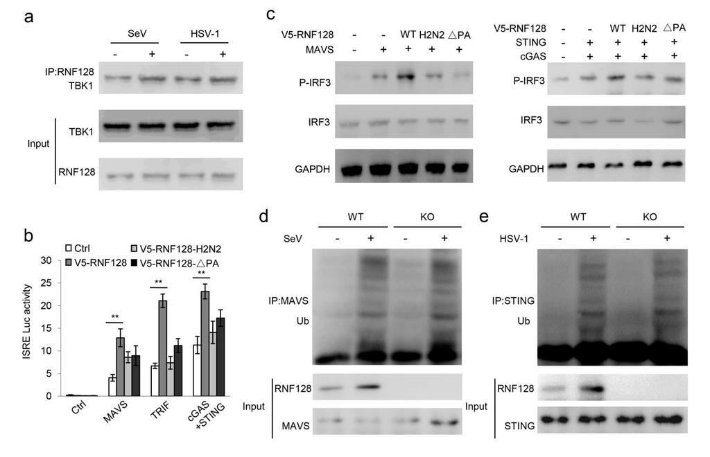 Supplementary Figure 4 RNF128 targets TBK1. (a) Coimmunoprecipitation analysis of RNF128 interaction with TBK1 in THP-1 cells infected with SeV or HSV-1 for 8 h.