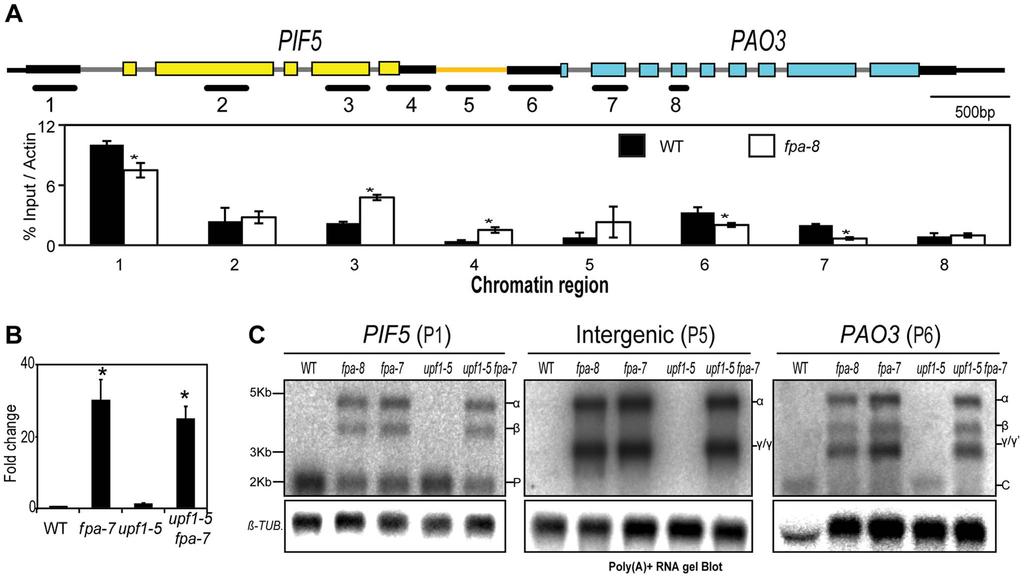 Figure 6. PIF5 PA03, an example of chimeric RNA formation controlled by FPA. (A) H3K4me3 Chromatin ImmunoPrecipitation (ChIP) analysis of genomic regions at the PIF5 locus.