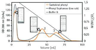 The amount of IgG in flow through, wash and elution was determined by measuring absorbance at 280 nm. Fig. 7b: IgG recovery eluted from Sartobind Phenyl 4.