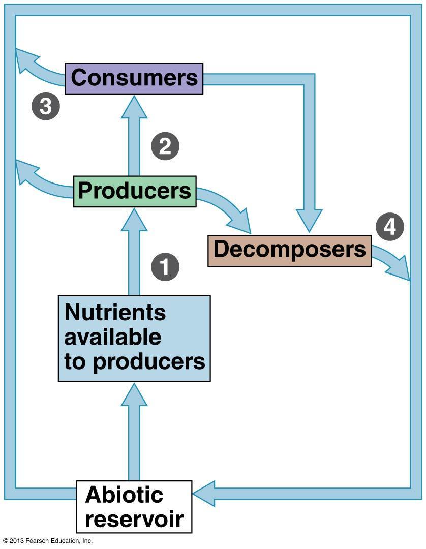 Biogeochemical Cycles Chemical cycles involve both BIOTIC and ABIOTIC components. 1. Producers integrate elements from the abiotic reservoir into organic compounds 2.