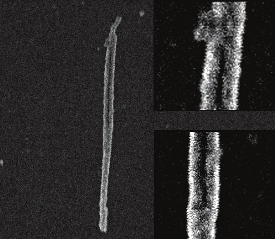Original stem st bifurcation 5 nm 5 nm Branches 2nd bifurcation Reformed stem 5 nm Figure 3: Schematic representation of a bifurcated nanowire with taxonomy micrograph of a Co bifurcated nanowire