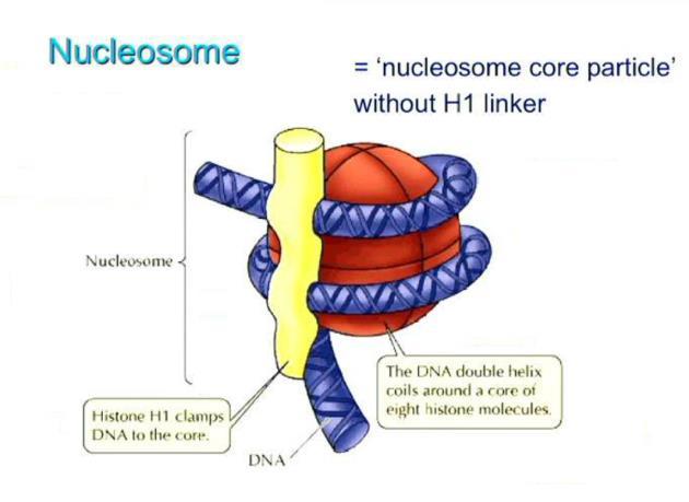 Nucleosome: H1 clamps DNA Wound around the protein to form the beads on a string look Histone Modification A way of