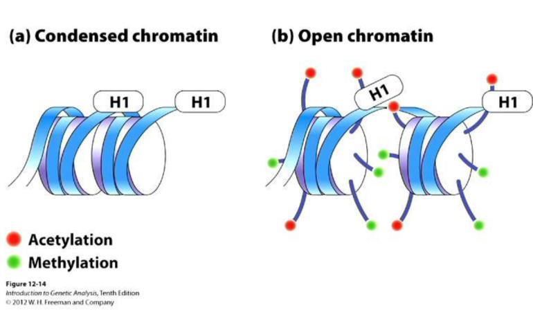 we silence the gene Chromatin can be modified by acetylation or methylation DNA REPLICATION DNA replication occurs