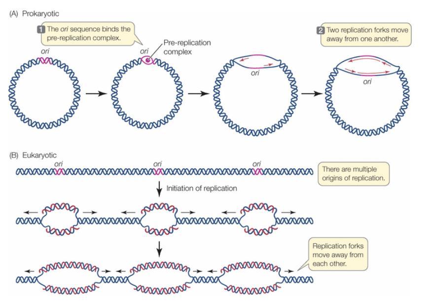 Prokaryote: circular chromosome In a Eukaryote: along the chromosome, there are many regions that replication starts DNA REPLICATION IN E.