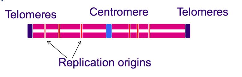 replication at the ends of chromosomes: lagging strand a problem not enough DNA template for primer.