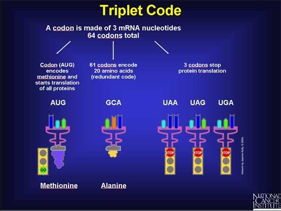 Translation involves the coordination of three kinds of RNA: The genetic code 4.