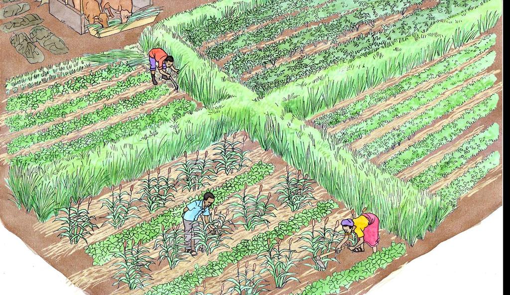 Improved cultivation of millet Growing leguminous green manures and crops Integration of animals, and application of compost or animal manure Intercropping pest trap crops like Napier grass