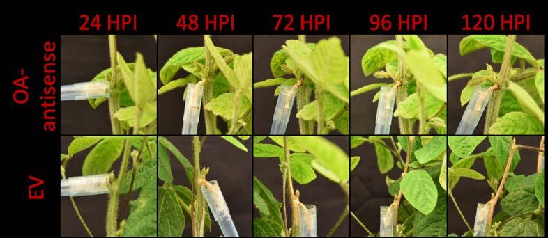 9 8 A 7 6 AUDPC 5 4 3 2 1 EV Silencing Vector OA-anti B Figure 2. (A) The AUDPC was lower in soybeans transformed with the OA-antisense silencing construct compared to soybeans containing the EV (P=.