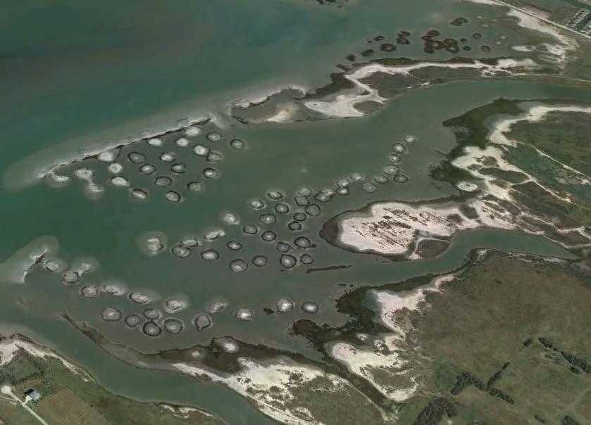 intertidal habitat fringe marsh