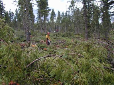 BIA/Tribal Woody Biomass Development Goal To improve and strengthen our ability to promote the utilization of woody biomass in tandem with aggressive forest management activities, with the primary