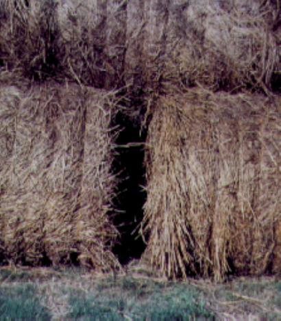 Increasing interest in ammoniation of hay has developed due to ease of treatment, low cost, and the ability to treat large quantities of hay at once.